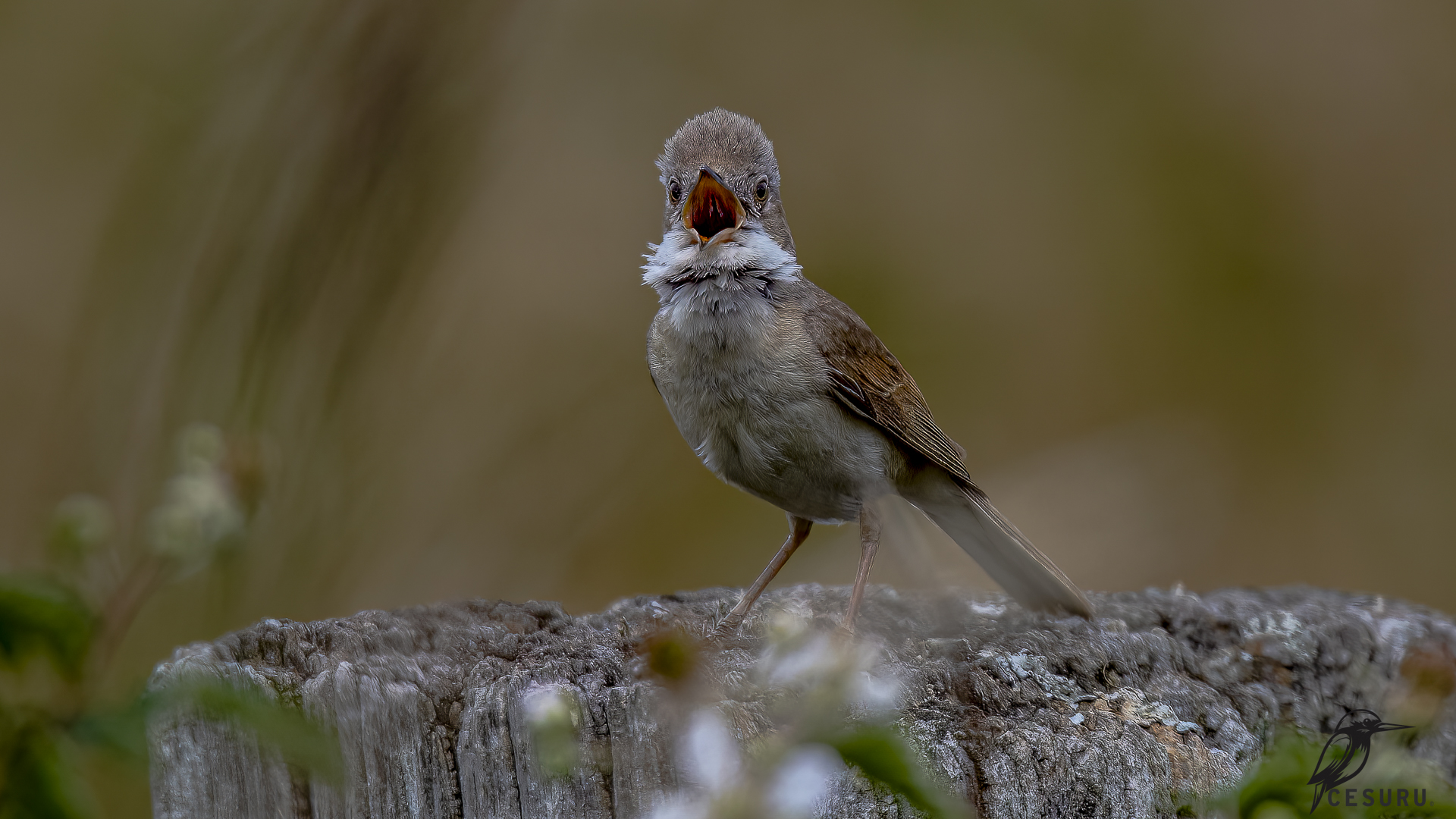 Greater Whitethroat
